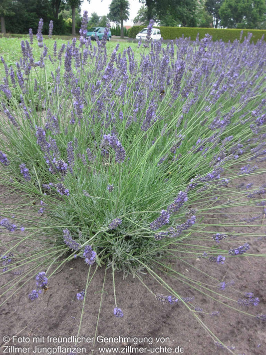 Provence-Lavendel 'Arabian Nights' (Lavandula x intermedia)
