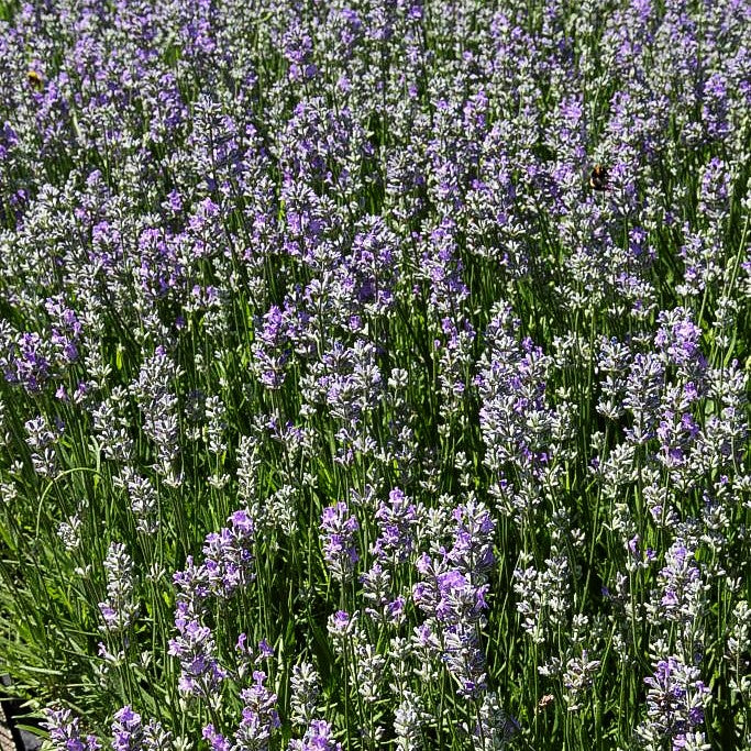 Provence-Lavendel 'Cedar Blue' (Lavandula angustifolia)