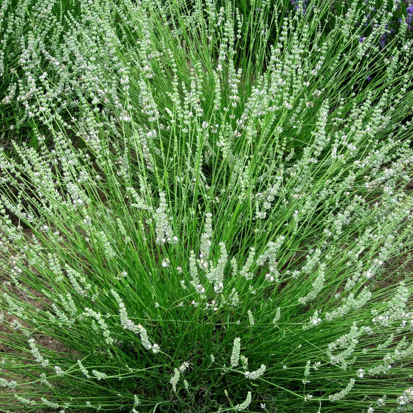Provence-Lavendel 'Edelweiß' (Lavandula x intermedia)