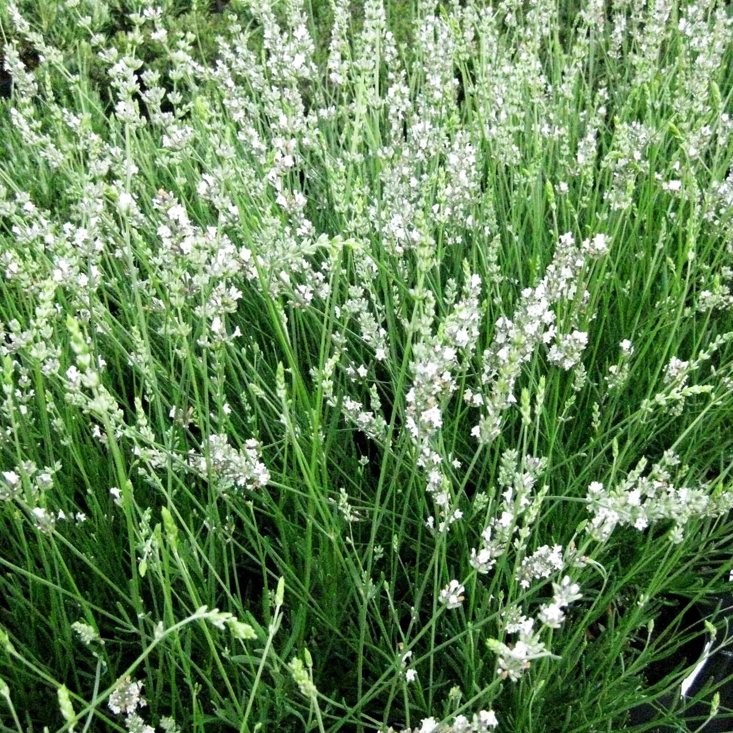 Provence-Lavendel 'Edelweiß' (Lavandula x intermedia)