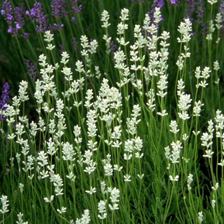 Provence-Lavendel 'Edelweiß' (Lavandula x intermedia)