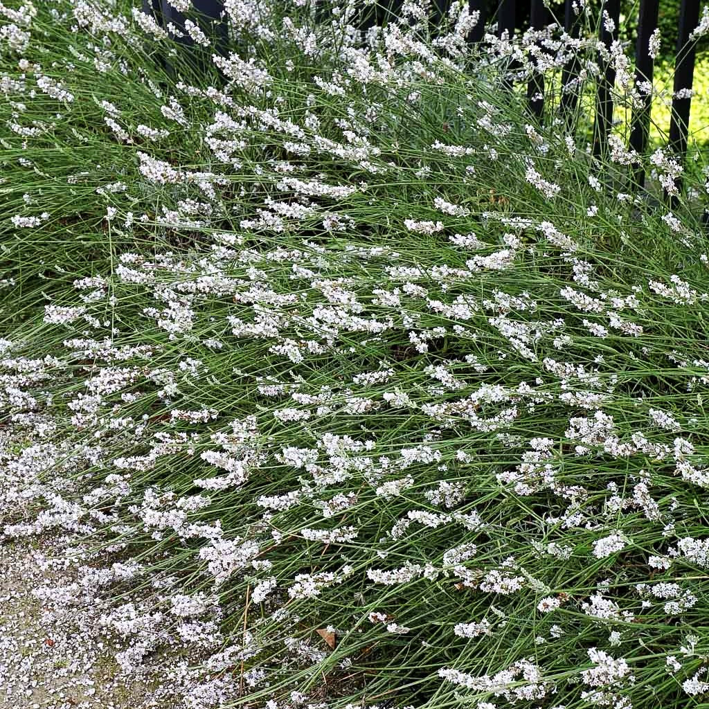 Provence-Lavendel 'Edelweiß' (Lavandula x intermedia)