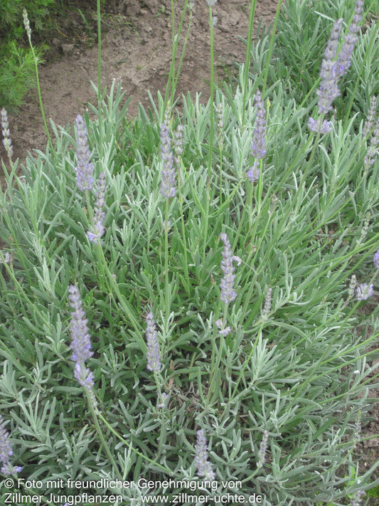 Provence-Lavendel 'Grappenhall' (Lavandula x intermedia)