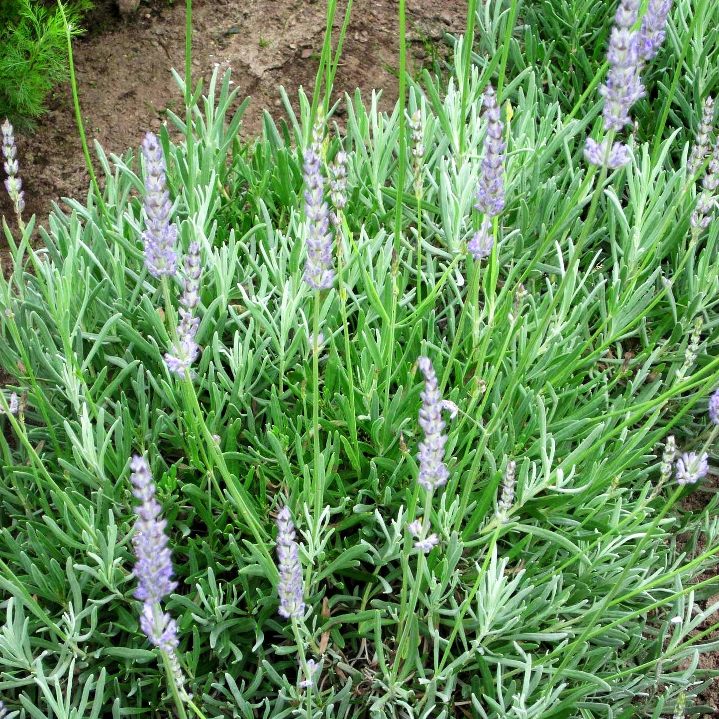 Provence-Lavendel 'Grappenhall' (Lavandula x intermedia)