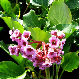 Purpur-Bergenie (Bergenia purpurascens)