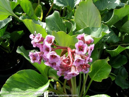 Purpur-Bergenie (Bergenia purpurascens)