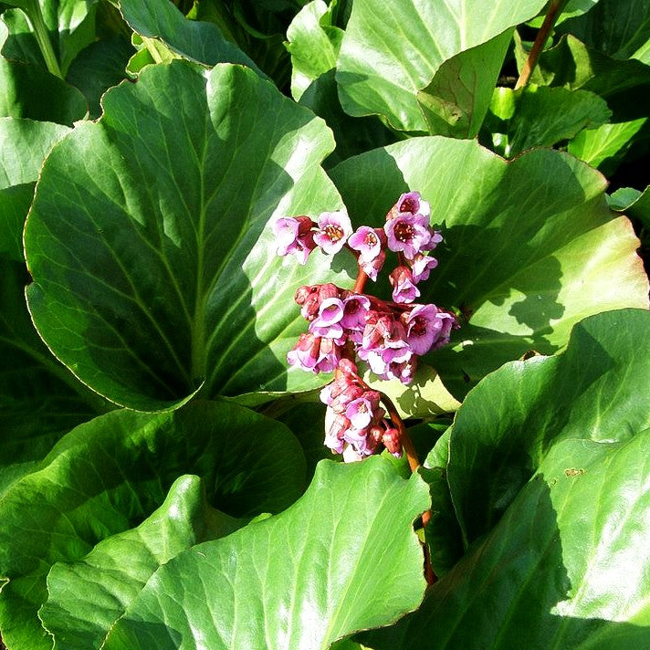 Purpur-Bergenie (Bergenia purpurascens)