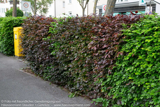 Purpur-Buche (Fagus sylvatica purpurea)