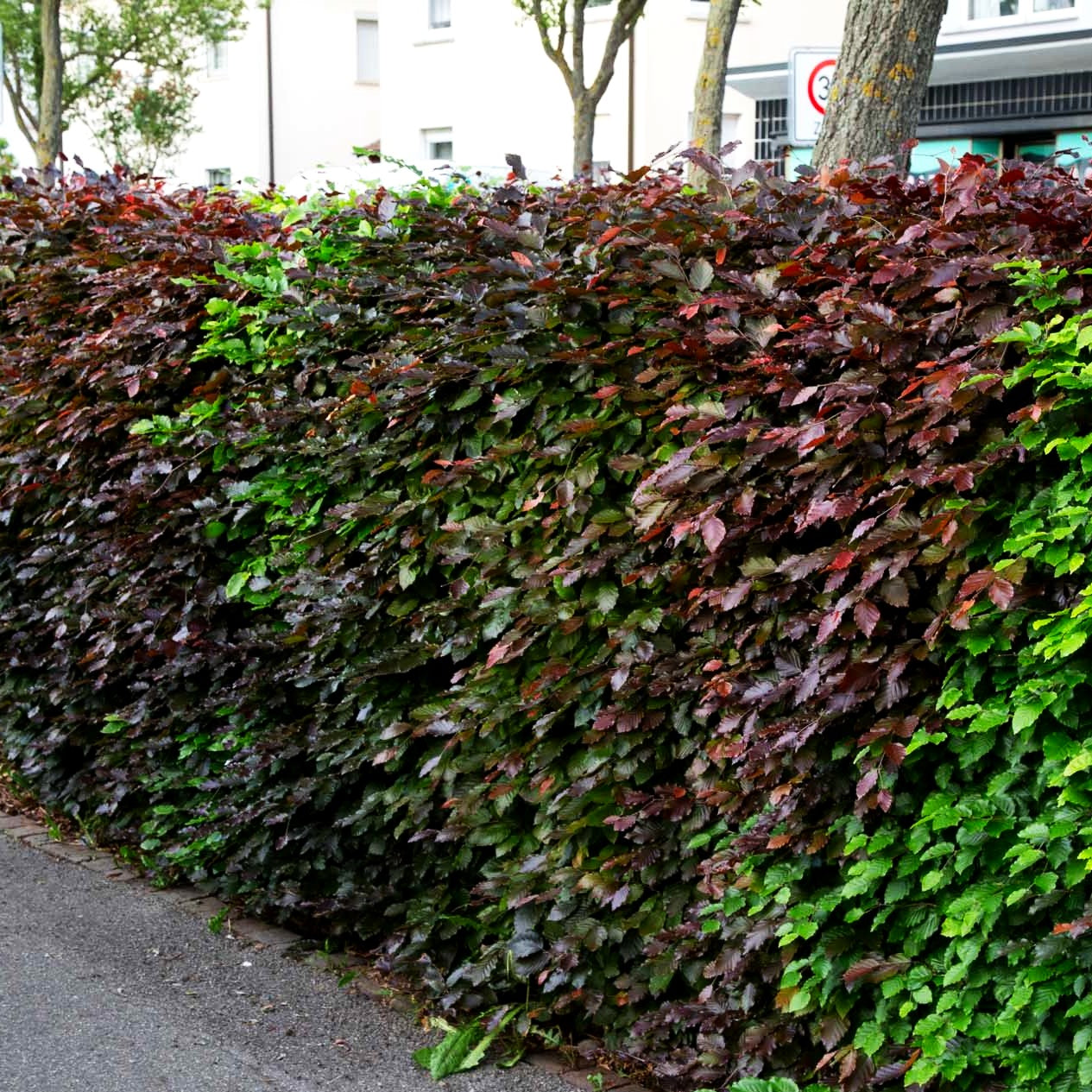 Purpur-Buche (Fagus sylvatica purpurea)