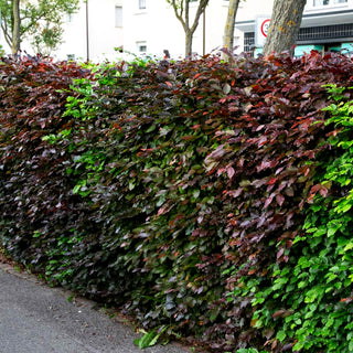 Purpur-Buche (Fagus sylvatica purpurea)