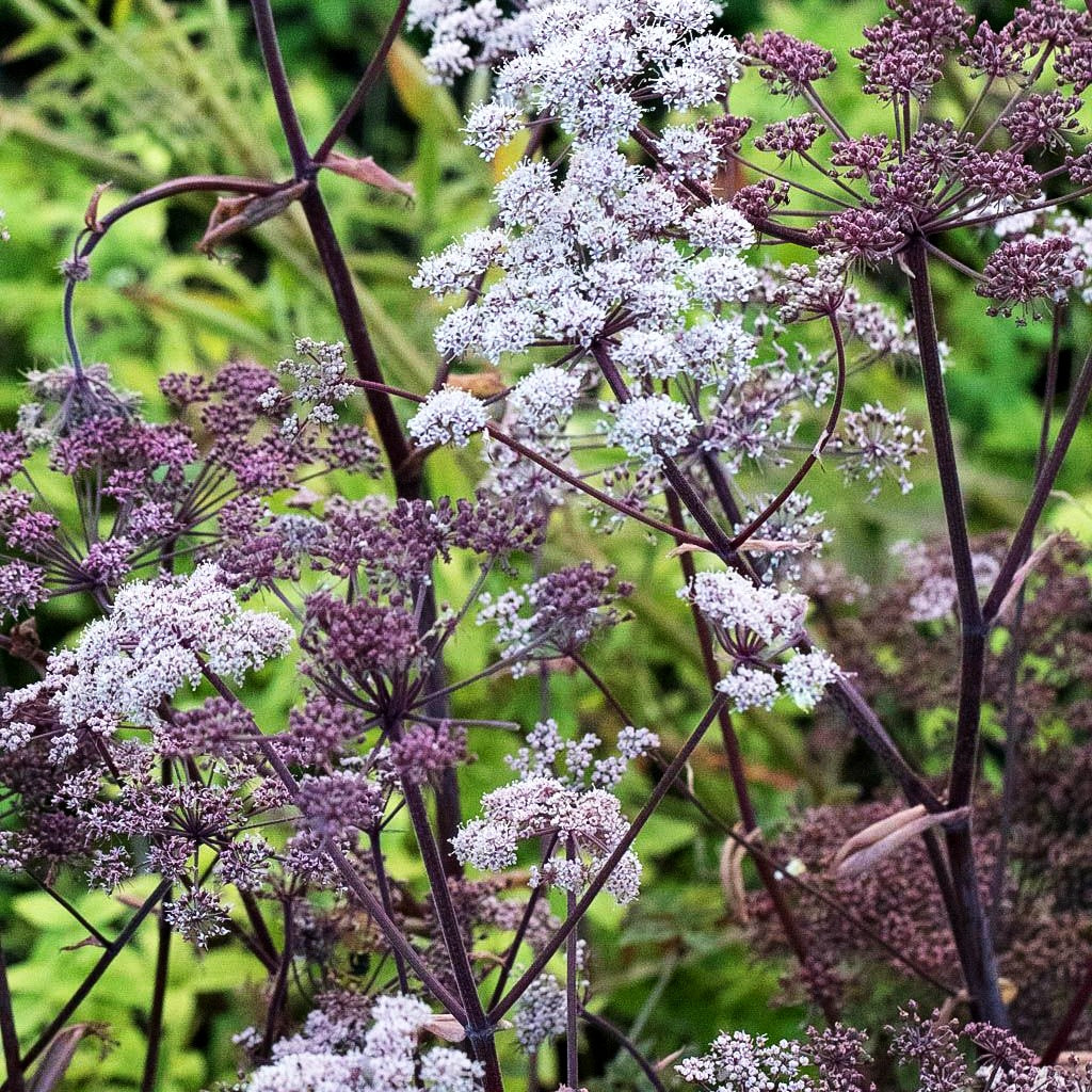 Purpur-Engelwurz 'Vicar's Mead' (Angelica sylvestris)