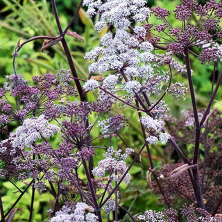 Purpur-Engelwurz 'Vicar's Mead' (Angelica sylvestris)