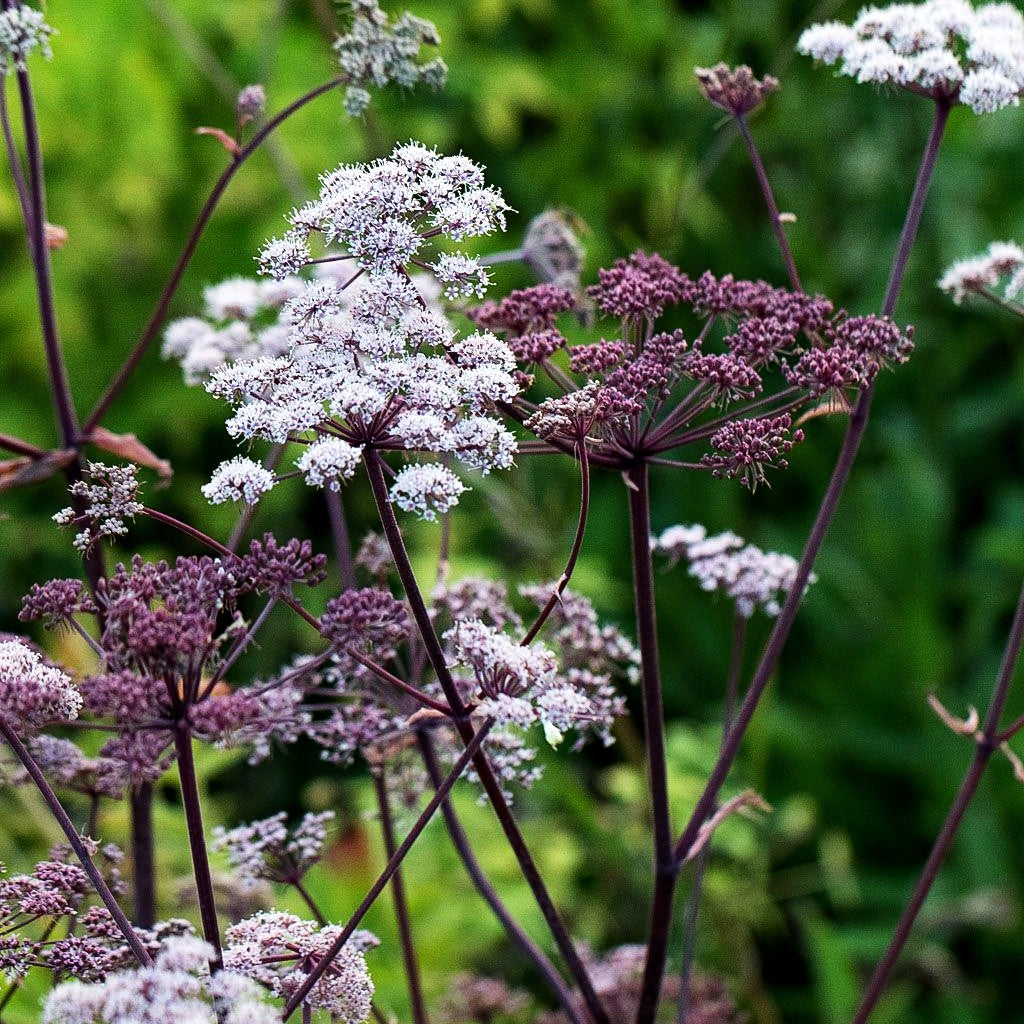 Purpur-Engelwurz 'Vicar's Mead' (Angelica sylvestris)