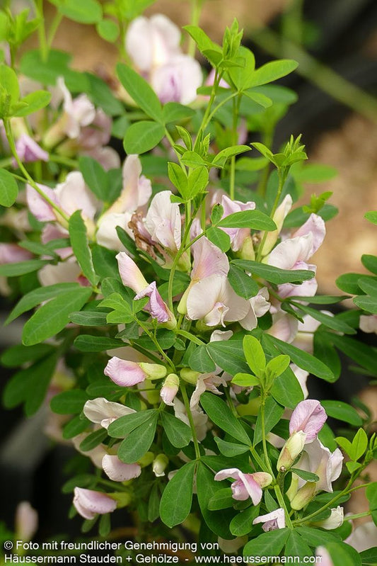Purpur-Ginster (Cytisus purpureus)