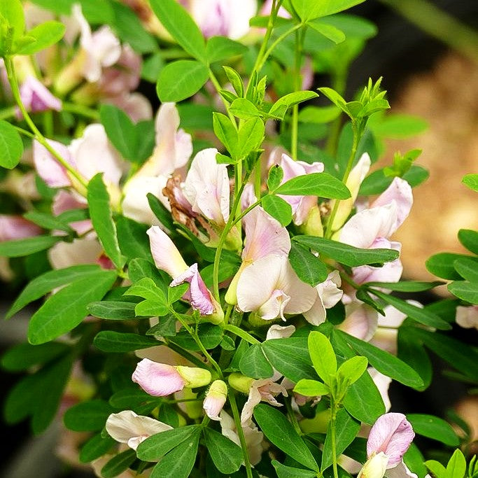 Purpur-Ginster (Cytisus purpureus)