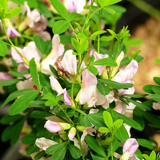 Purpur-Ginster (Cytisus purpureus)