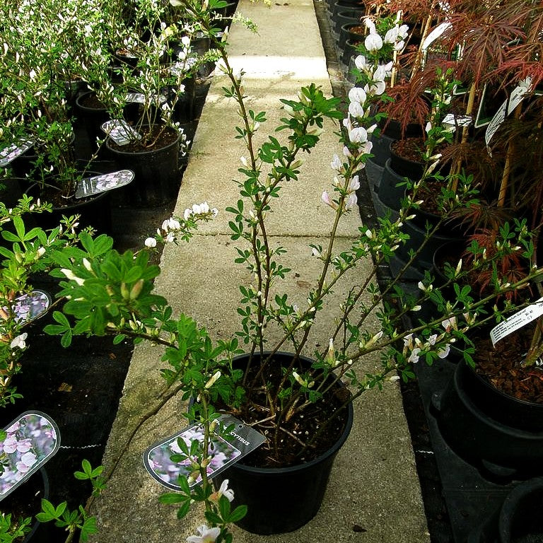 Purpur-Ginster (Cytisus purpureus)