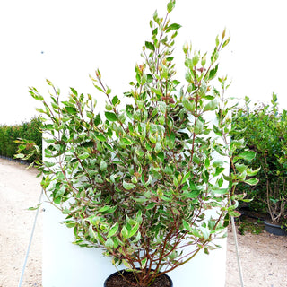 Purpur-Hartriegel 'Miracle' (Cornus alba)