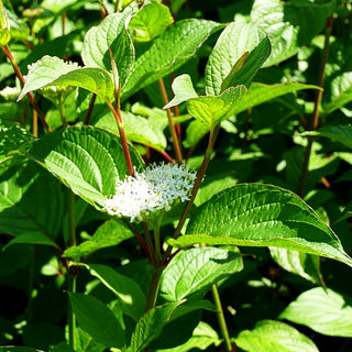 Purpur-Hartriegel 'Siberian Pearls' (Cornus alba)
