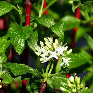 Purpur-Hartriegel 'Sibirica' (Cornus alba)