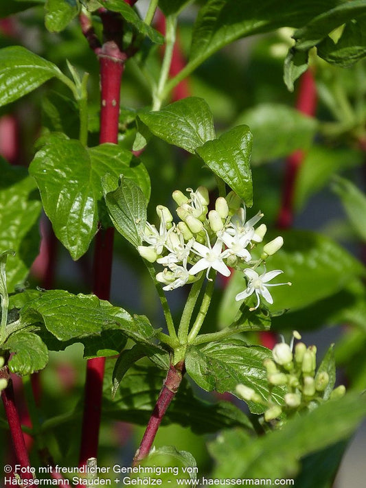 Purpur-Hartriegel 'Sibirica' (Cornus alba)