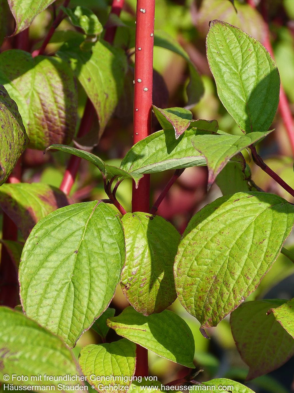 Purpur-Hartriegel 'Sibirica' (Cornus alba)