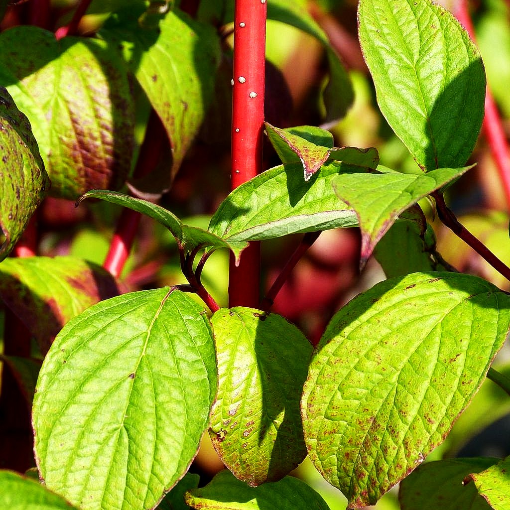 Purpur-Hartriegel 'Sibirica' (Cornus alba)