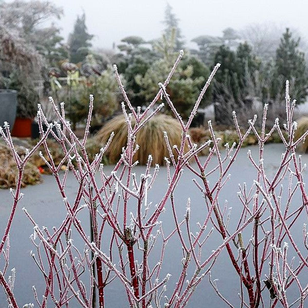 Purpur-Hartriegel 'Sibirica' (Cornus alba)
