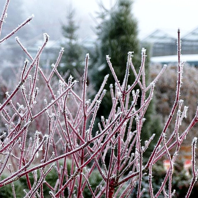 Purpur-Hartriegel 'Sibirica' (Cornus alba)