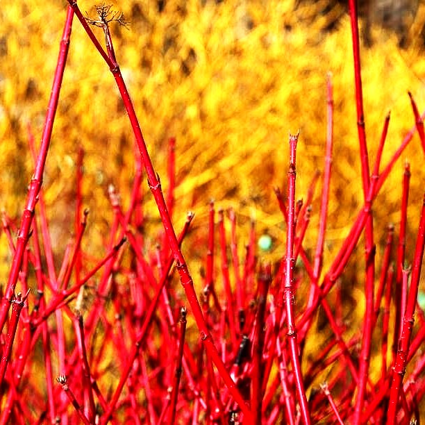 Purpur-Hartriegel 'Sibirica' (Cornus alba)