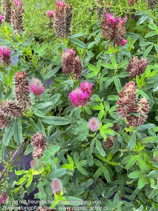 Purpur-Klee (Trifolium rubens)