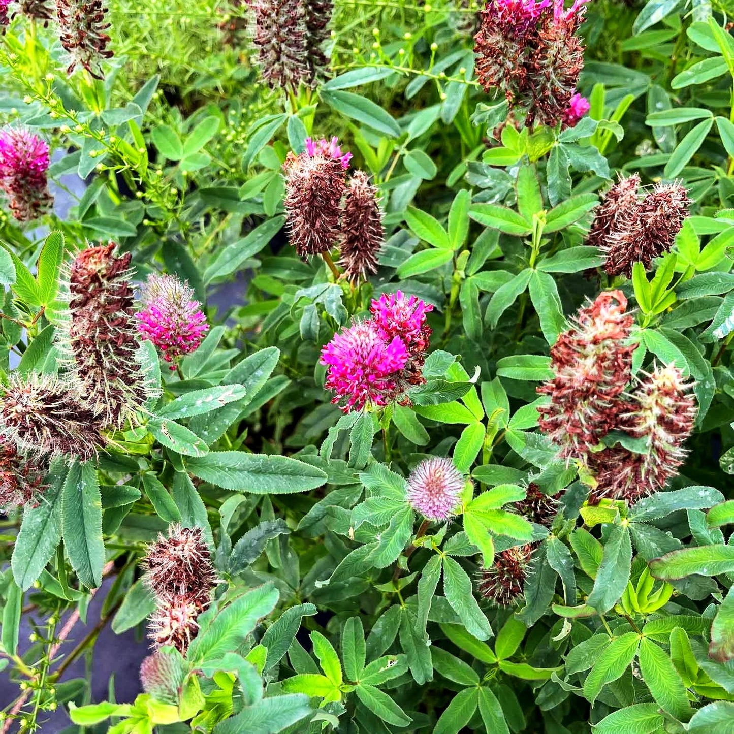 Purpur-Klee (Trifolium rubens)