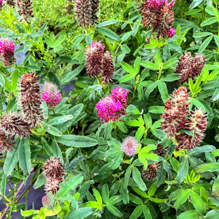 Purpur-Klee (Trifolium rubens)