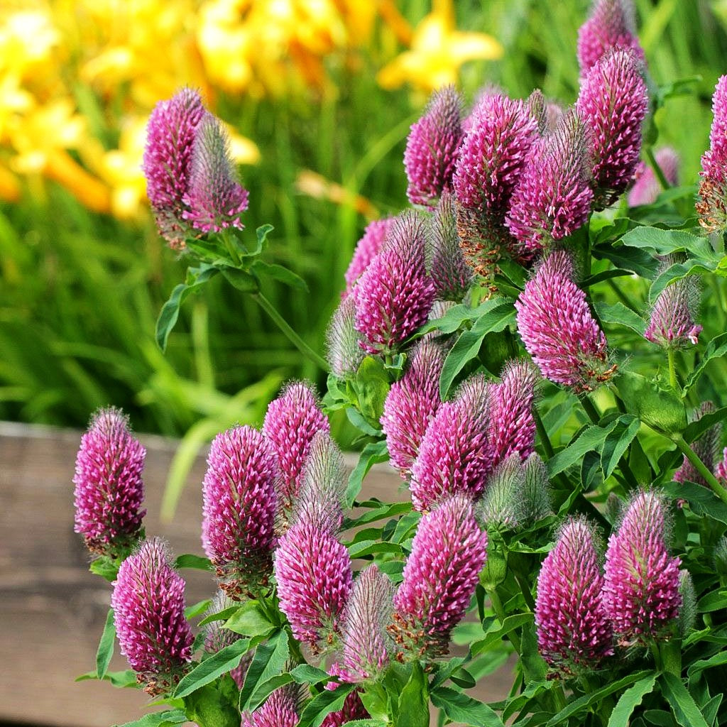 Purpur-Klee (Trifolium rubens)