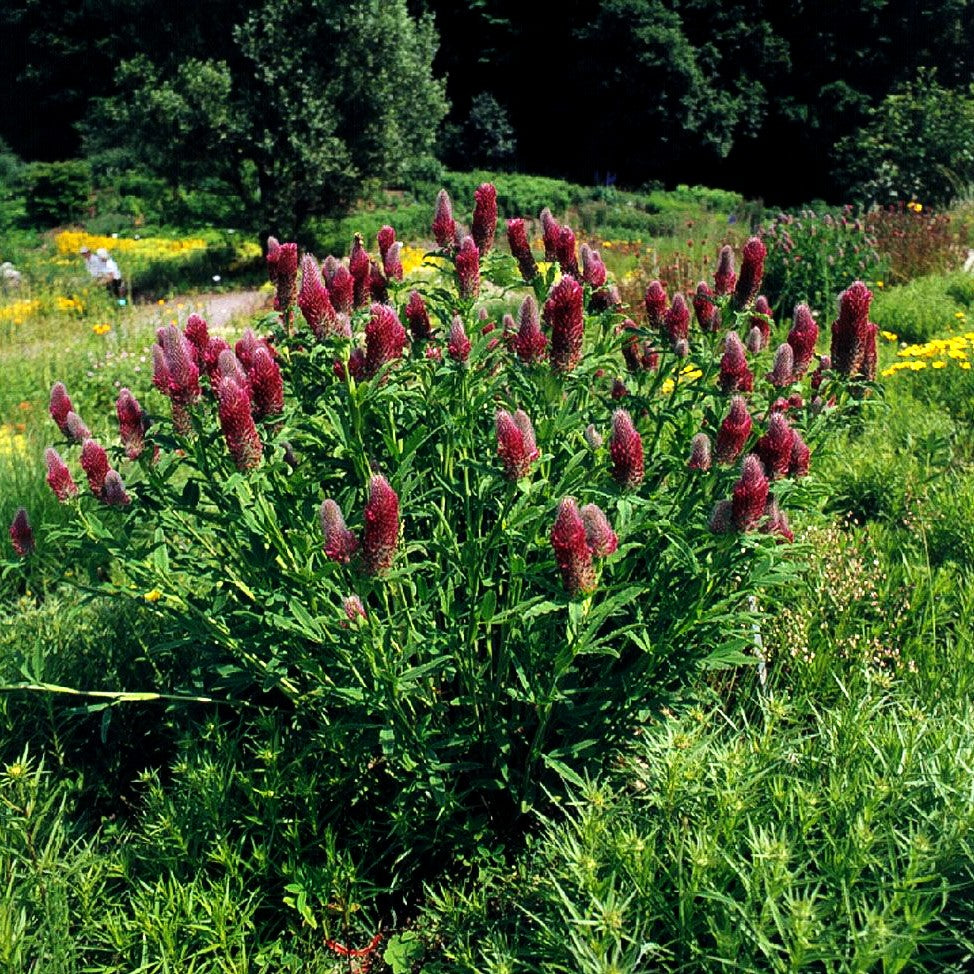 Purpur-Klee (Trifolium rubens)