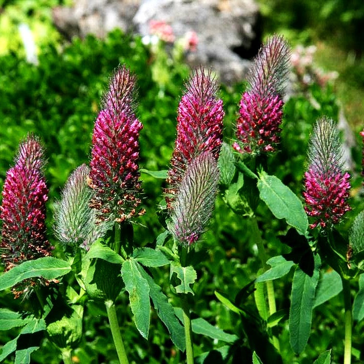 Purpur-Klee (Trifolium rubens)