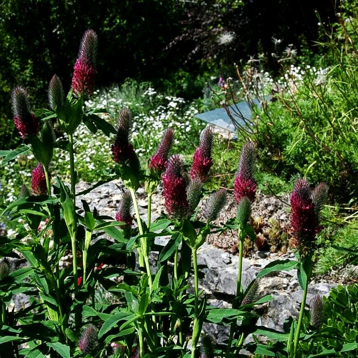 Purpur-Klee (Trifolium rubens)