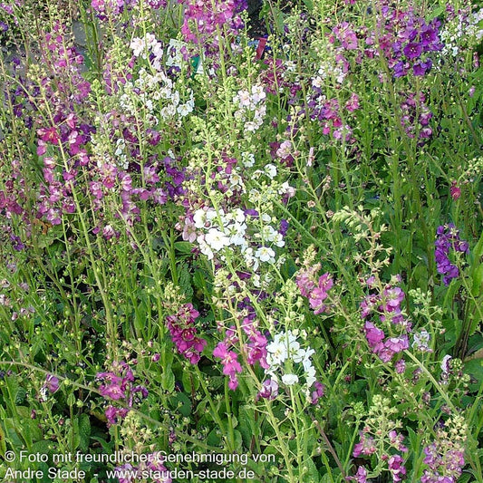 Purpur-Königskerze (Verbascum phoeniceum)