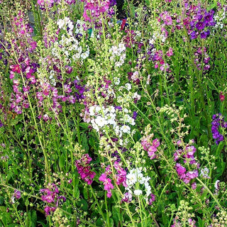 Purpur-Königskerze (Verbascum phoeniceum)