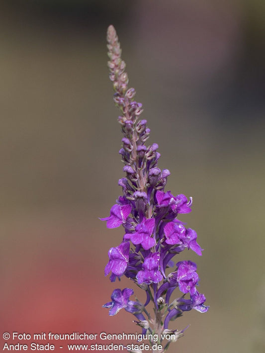 Purpur-Leinkraut (Linaria purpurea)