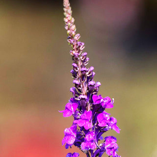 Purpur-Leinkraut (Linaria purpurea)