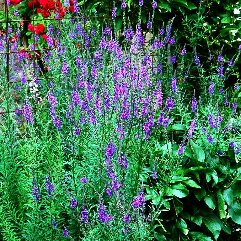Purpur-Leinkraut (Linaria purpurea)