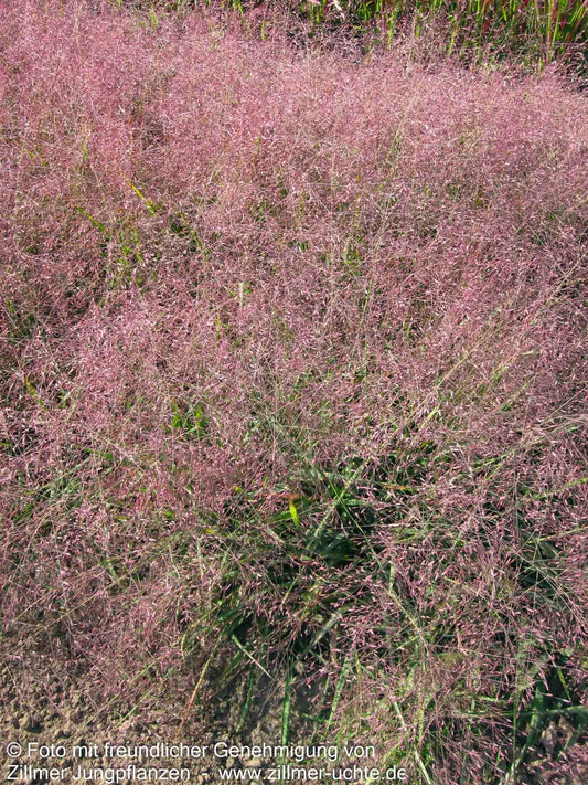 Purpur-Liebesgras (Eragrostis spectabilis)