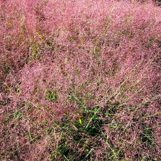 Purpur-Liebesgras (Eragrostis spectabilis)