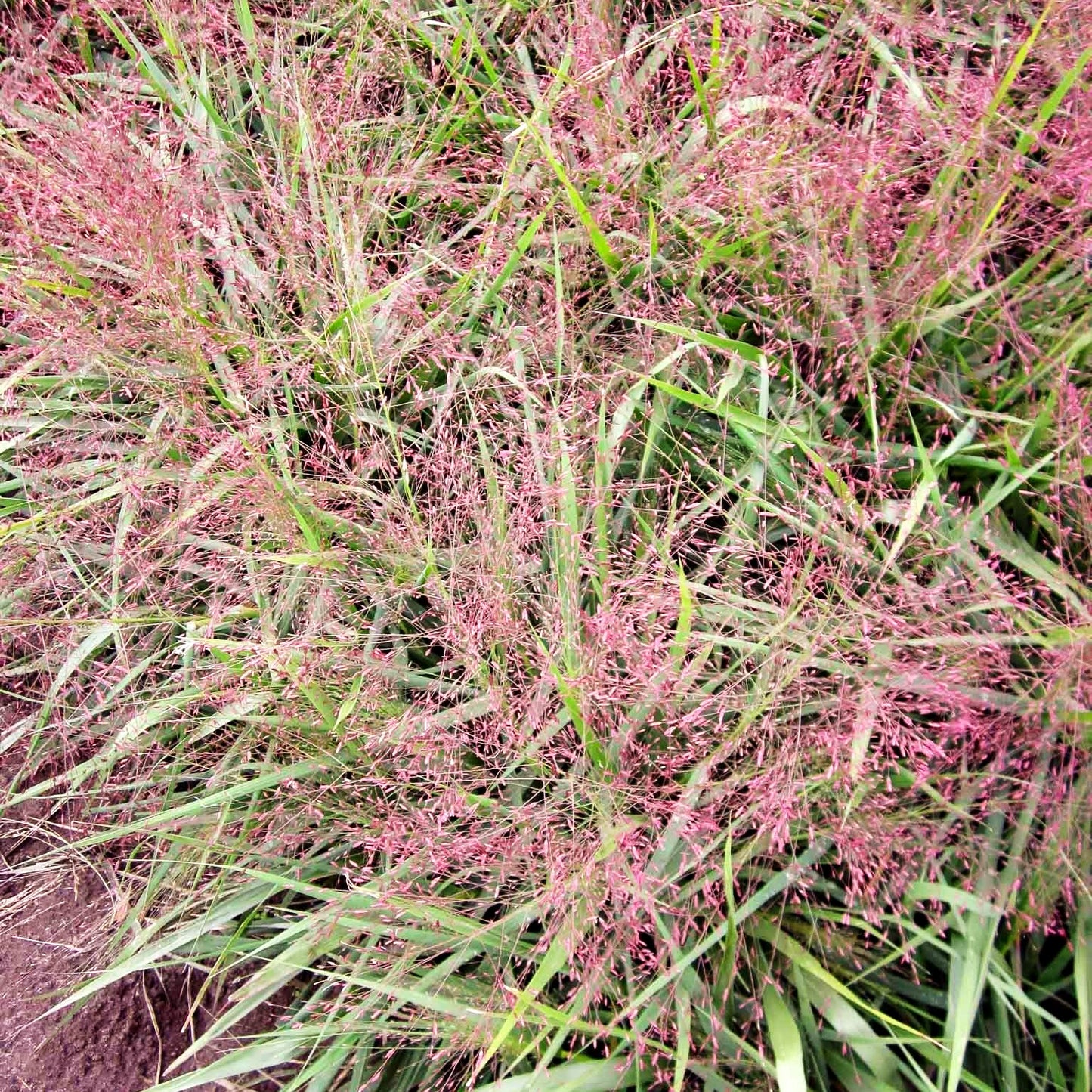 Purpur-Liebesgras (Eragrostis spectabilis)