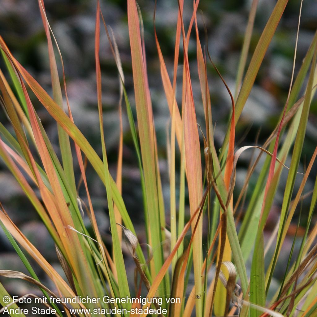 Purpur-Liebesgras (Eragrostis spectabilis)