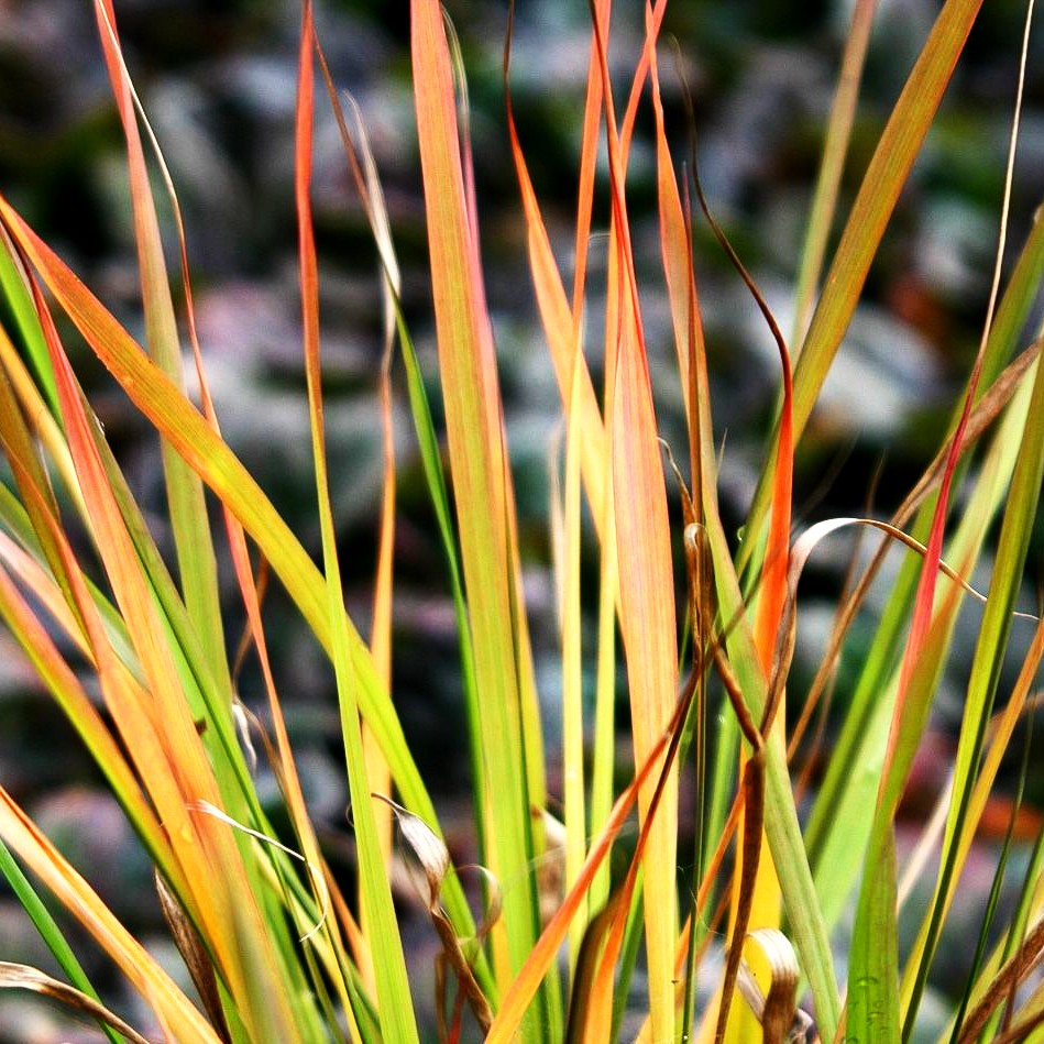 Purpur-Liebesgras (Eragrostis spectabilis)