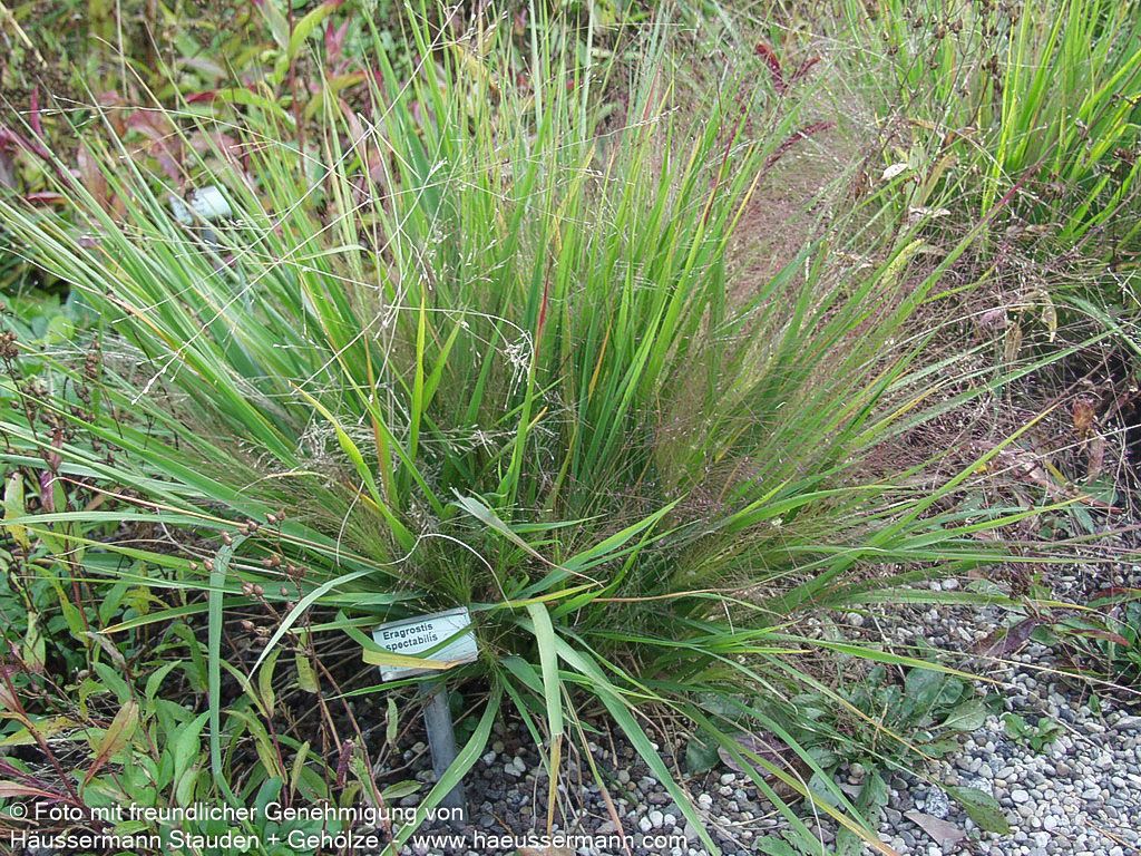 Purpur-Liebesgras (Eragrostis spectabilis)