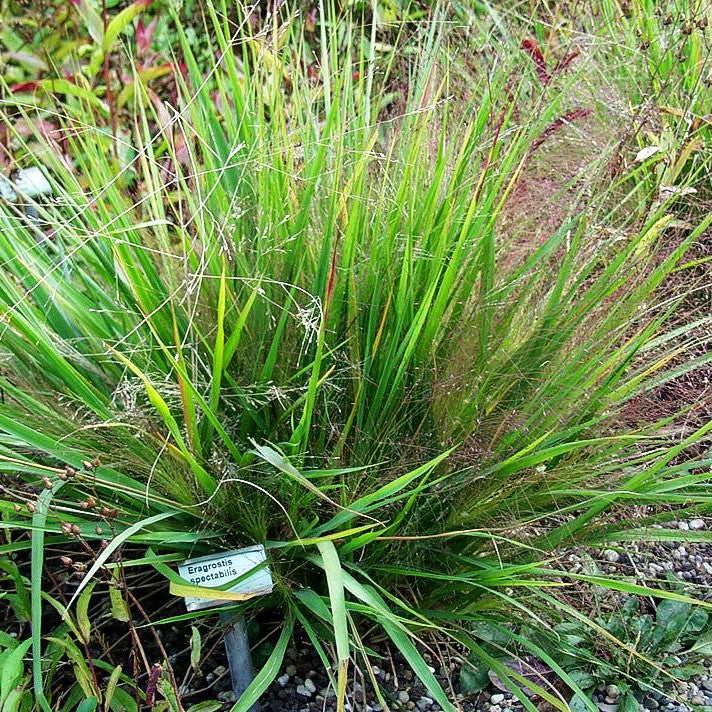 Purpur-Liebesgras (Eragrostis spectabilis)