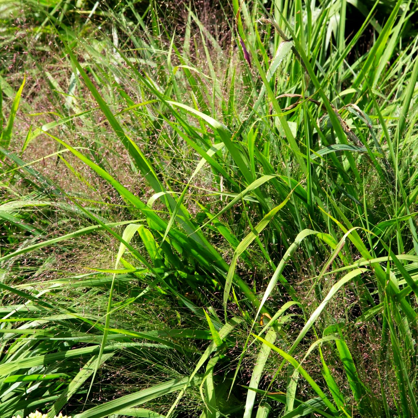 Purpur-Liebesgras (Eragrostis spectabilis)
